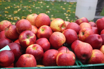 Close up of group of red apples in the market