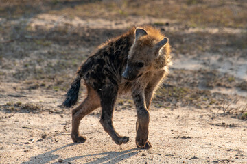 Hyène tachetée, jeune, Crocuta crocuta, Afrique du Sud