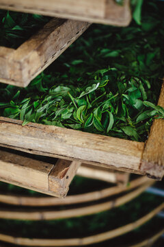 Withering tea leaves