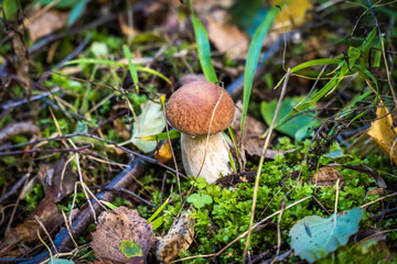 Edible porcini mushrooms are found in large numbers in early autumn in the forests and the Leningrad region.