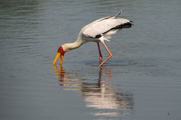 Fototapeta premium Tantale ibis, Tantale africain, Mycteria ibis, Yellow billed Stork