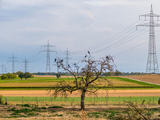 Kr&auml;hen auf Baum