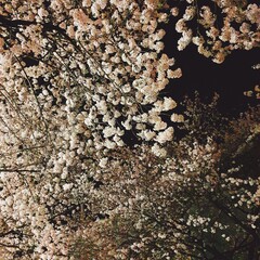 벚꽃 그리고 봄