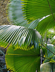 Obraz premium Fan palm tree leaves on tropical forest