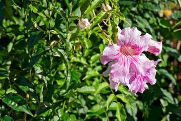 Fototapeta premium Pink trumpet flowers (Pandorea ricasoliana or Podranea ricasoliana)