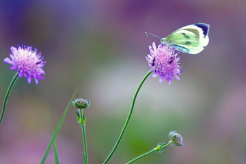 Closeup beautiful butterfly sitting on the flower. butterfly sitting on the violet flower