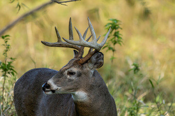 The white -tailed deer on a pasture