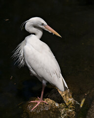 White Heron Stock Photos. White Heron close-up profile with black contrast background in its environment and habitat. Image. Picture.