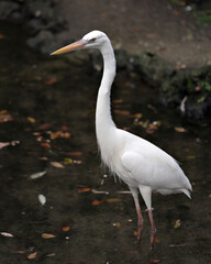 White Heron stock photo. Close-up profile view in the water displaying its body, head, eye, beak, long neck, with a blur background in its environment and habitat. Image.