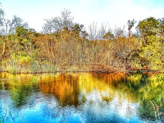 Naklejka premium autumn in the forest