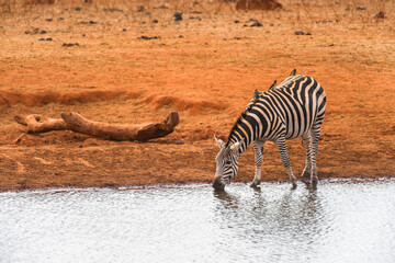 Fototapeta na wymiar Solitary plains zebra (equus quagga) drinking from a watering hole, Ngutuni Reserve, Tsavo, Kenya