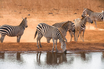 Fototapeta na wymiar Plains zebra (equus quagga) drinking from a watering hole, Ngutuni Reserve, Tsavo, Kenya