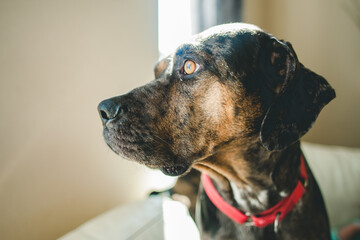 Portrait of man's best friend