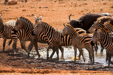 Fototapeta na wymiar Plains zebra (equus quagga) at a watering hole, Ngutuni Reserve, Tsavo, Kenya