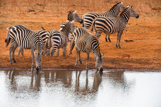 Plains zebra (equus quagga) drinking from a watering hole, Ngutuni Reserve, Tsavo, Kenya