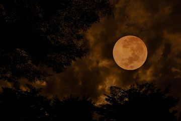 Fototapeta na wymiar Orange full moon in the sky with silhouette trees.