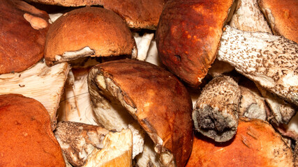 Mushrooms aspen mushrooms.Background of aspen mushrooms.