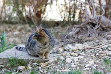 Brown tabby cat sitting in a garden. Selective focus.