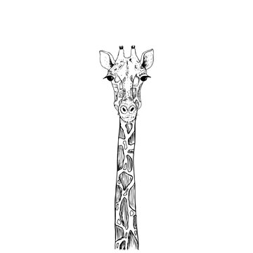 Vector image the giraffe head on the white background, Giraffe Logo, Giraffe Head Tattoo, Vector giraffe head for your design.