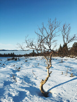 Wintertime - House Number on Lonely Tree in White Scandinavian L