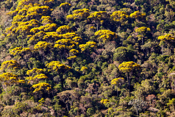 Rainforest texture with golden trumpet trees