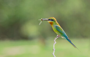 Beautiful birds in nature Blue-tailed bee-eater (Merops philippinus)