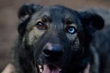 portrait of a black dog