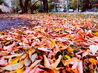 autumn leaves on the ground