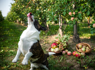 A corgi dog lies near a basket of ripe apples in a large apple orchard