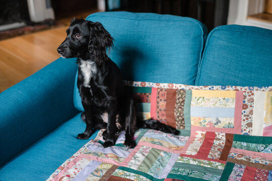 Adorable young dog sits on a patchwork quilt