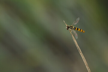 Gewöhnliche Langbauchschwebfliege (Sphaerophoria scripta)