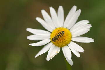 Fototapeta premium Große Schwebfliege (Syrphus ribesii)