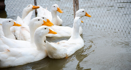 ducks swimming on water. White duck ( Pekin )
