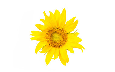 sunflower isolated on white background. Real Yellow sunflower from nature. a tall North American plant of the daisy family, with very large golden-rayed flowers. Sunflowers are cultivated for their ed