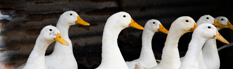 ducks stand looking in farm. White duck ( Pekin )