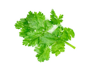 leaf Coriander or Cilantro isolated on white background ,Green leaves pattern