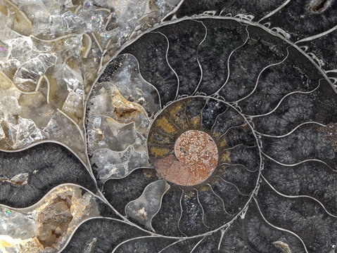 Closeup of fossil ammonite Cleoniceras cephalopod mollusc from Madagascar showing chambers septum spiraling coils