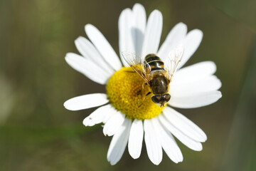 Fototapeta premium Scheinbienen-Keilfleckschwebfliege (Eristalis tenax)
