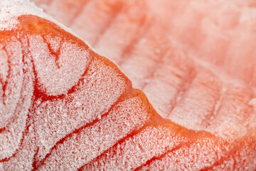 closeup piece of frozen salmon fillet
