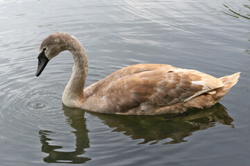 A young mute swan in September, still with grey feathers and a dark beak, but the white feathers already showing up.