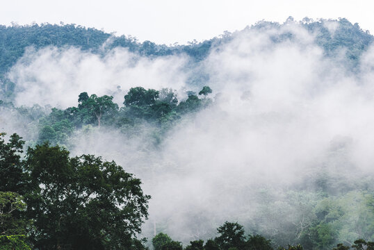 Tree Top