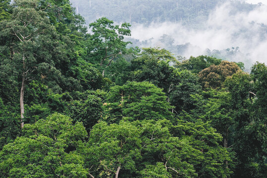 Tree Top