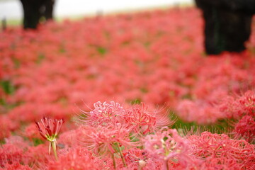 Cluster amaryllis, Red Spider lily, Cluster belladonna, Red flower Called "Manju Syage" in Japanese. In October at Saitama, Japan.