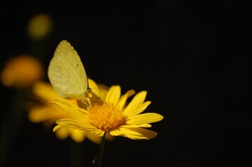 butterfly on yellow flower