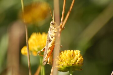 Dragenfly on a yellow flower