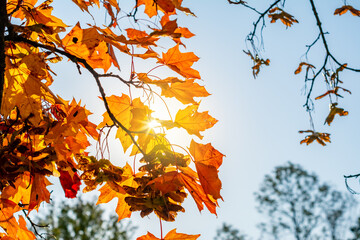 Maple leaves under evening sun in autumn