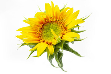 sunflower isolated on white background. Real Yellow sunflower from nature. a tall North American plant of the daisy family, with very large golden-rayed flowers. Sunflowers are cultivated for their ed