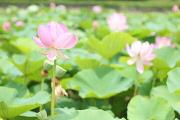 Fototapeta premium Close up of a beautiful pink lotus flower (water lily) in a pond 