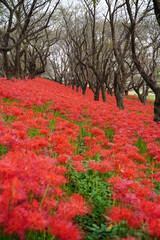 Cluster amaryllis, Red Spider lily, Cluster belladonna, Red flower Called "Manju Syage" in Japanese. In October at Saitama, Japan.