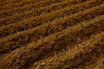 soil in the ground